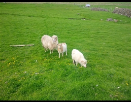 Sheep on Faroe Islands by David Owen